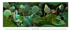 Fleurs de Lotus